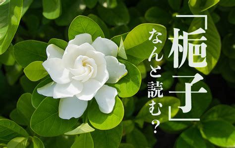 槴子花花語|「梔子」はどんな花？ 花言葉は？ 読み方や由来も紹。